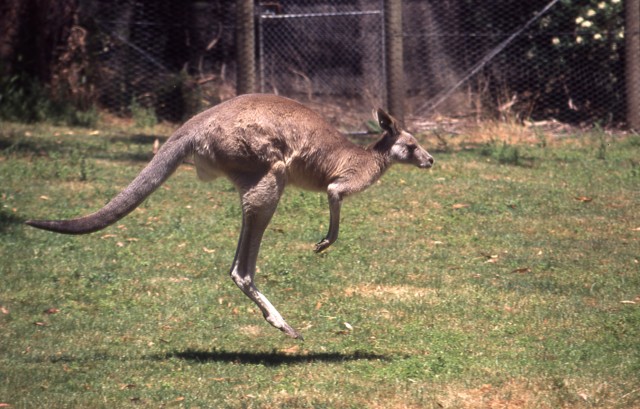 canguro