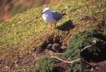 Copertina dell'Album: Philip Island