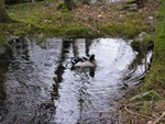 Bagno...