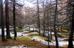 Prima neve tra i larici