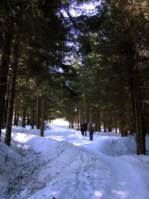 L'avvicinamento nel bosco